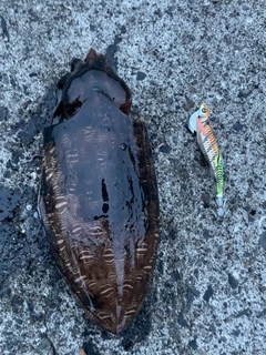 モンゴウイカの釣果