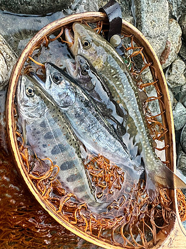 アマゴの釣果