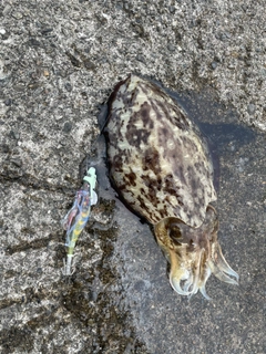 モンゴウイカの釣果