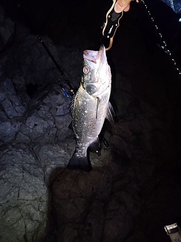 ヒラスズキの釣果