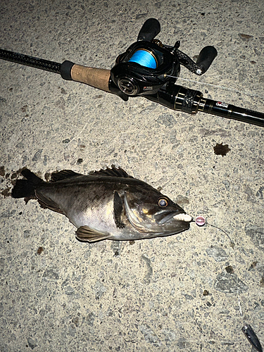 クロソイの釣果