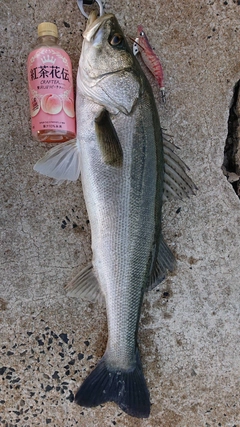 スズキの釣果