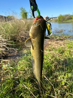 マナマズの釣果