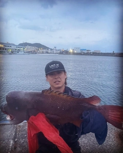 コブダイの釣果