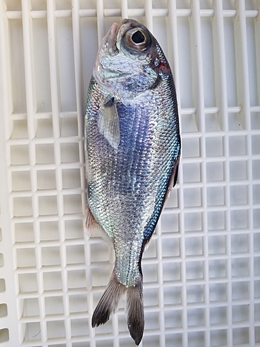 ギンメダイの釣果