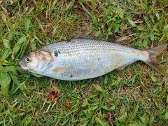 コノシロの釣果