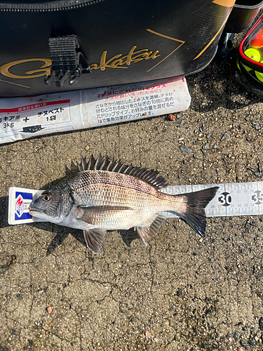 クロダイの釣果