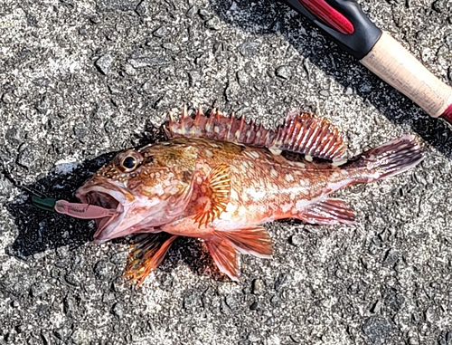 カサゴの釣果