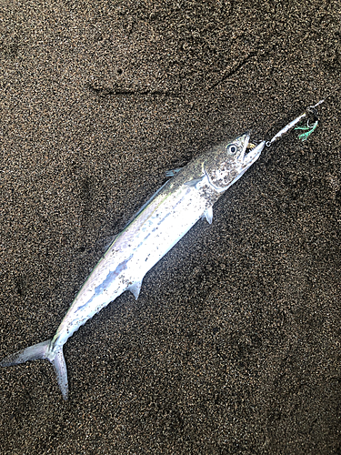 サゴシの釣果