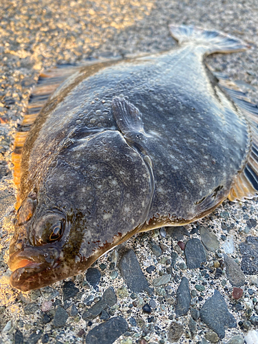 カワガレイの釣果