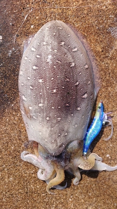 コウイカの釣果