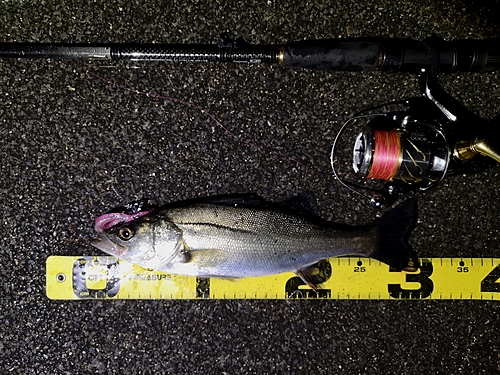 シーバスの釣果