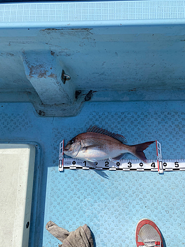 マダイの釣果