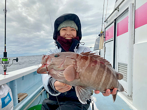 マハタの釣果