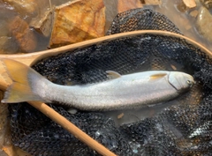 イワナの釣果