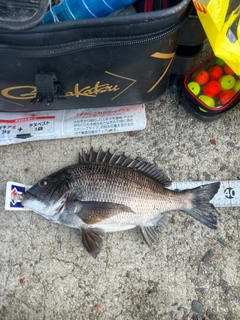 クロダイの釣果