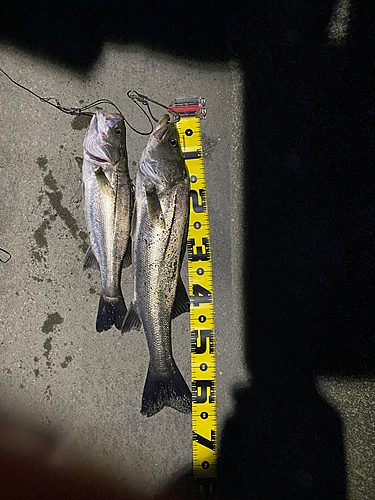 シーバスの釣果