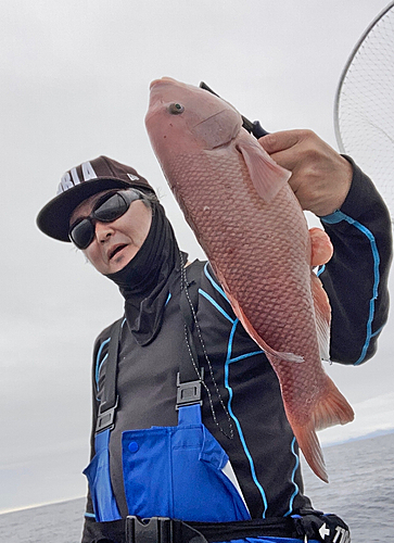 コブダイの釣果