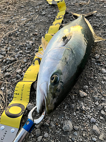 メジロの釣果