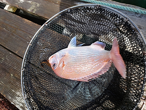 チダイの釣果