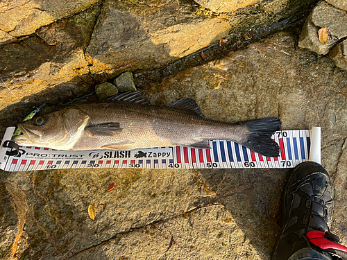 ハネ（マルスズキ）の釣果