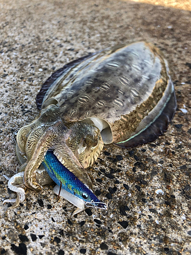 モンゴウイカの釣果