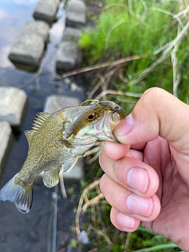 スモールマウスバスの釣果