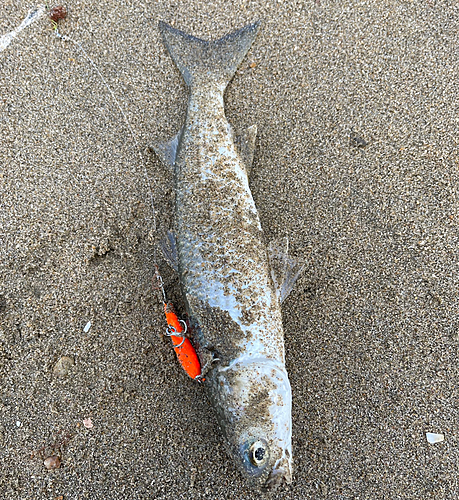 ボラの釣果