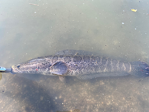 ライギョの釣果