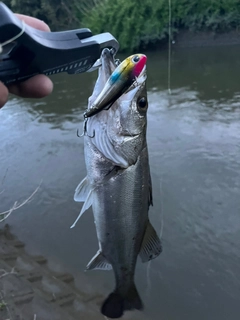 タイリクスズキの釣果