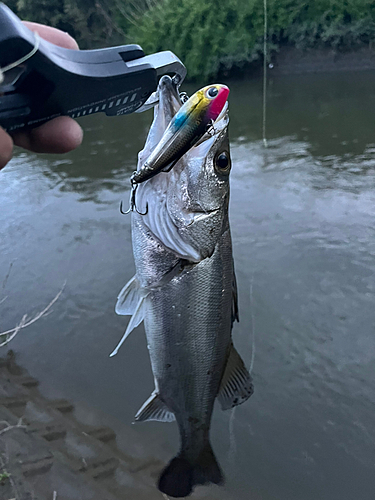 タイリクスズキの釣果