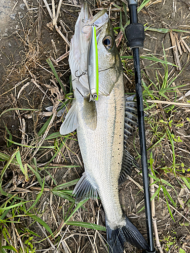 タイリクスズキの釣果