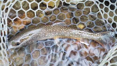 イワナの釣果