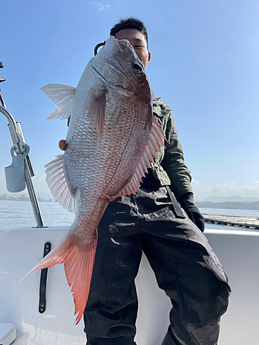 マダイの釣果