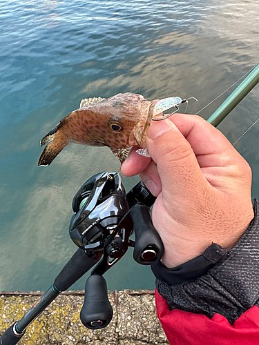 オオモンハタの釣果