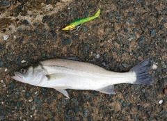 セイゴ（マルスズキ）の釣果