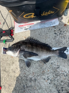 クロダイの釣果