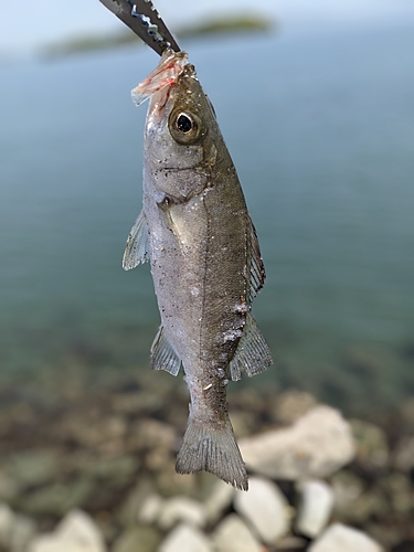 セイゴ（タイリクスズキ）の釣果