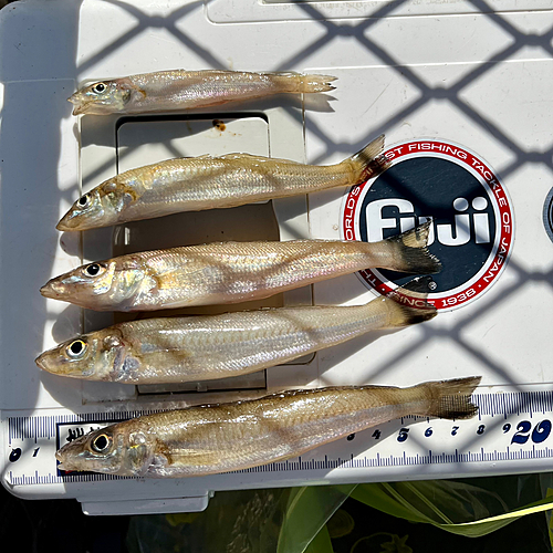 シロギスの釣果