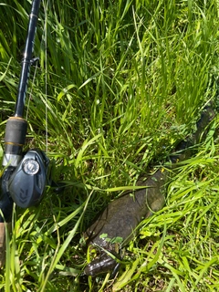 ナマズの釣果