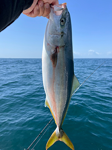 ブリの釣果