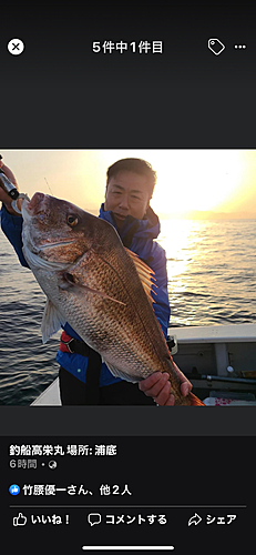 マダイの釣果