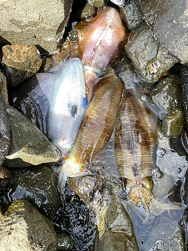 アオリイカの釣果