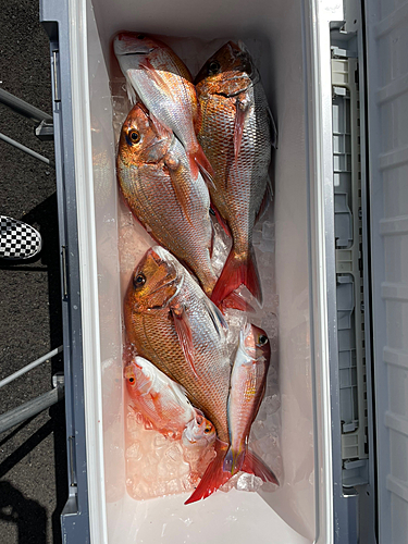 マダイの釣果