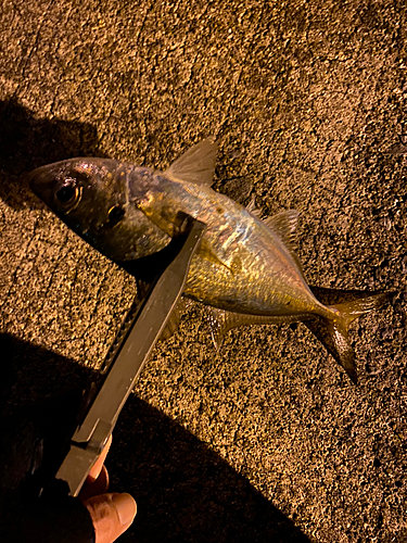 マアジの釣果