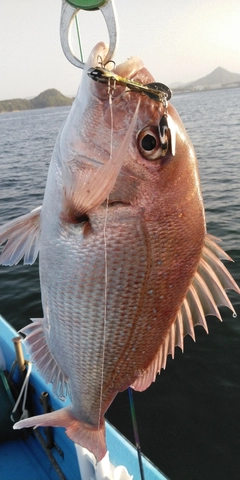 マダイの釣果