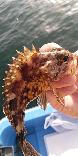 カサゴの釣果