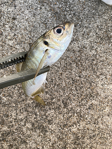 マアジの釣果