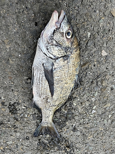 チヌの釣果