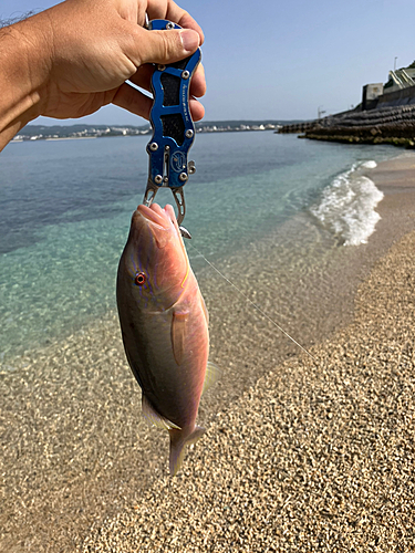 オジサンの釣果